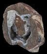 Crystal Filled Dugway Geode (Polished Half) #38874-2